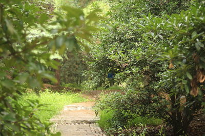 Footpath amidst trees