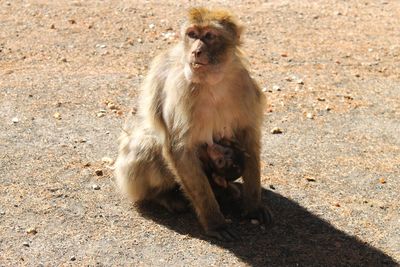 Lion sitting on field
