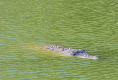 High angle view of duck swimming in sea
