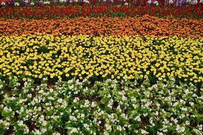 Scenic view of sunflower field