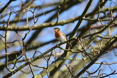 Low angle view of bird perching on branch