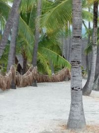 Scenic view of palm trees on land