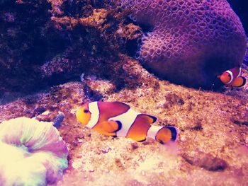 Close-up of fish swimming in sea