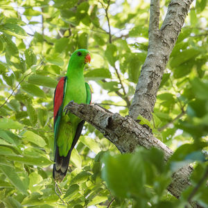 Bird perching on a tree