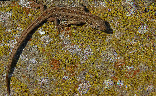 High angle view of lizard on wall