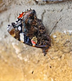 Close-up of butterfly on wall