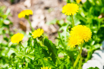 Close-up of yellow flowers blooming outdoors