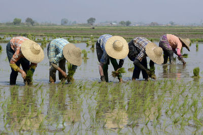 Farmers wearing hats working on agricultural field