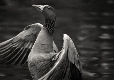 Close-up of bird flying