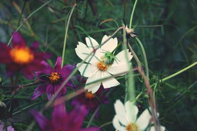 Close-up of flowers growing outdoors