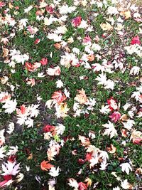 High angle view of leaves on field