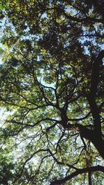 Low angle view of tree against sky