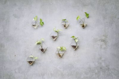 Plants growing in glass containers on white wall