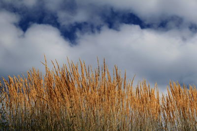Grass growing in field against cloudy sky