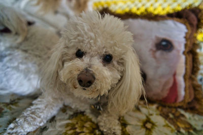 Close-up portrait of a dog