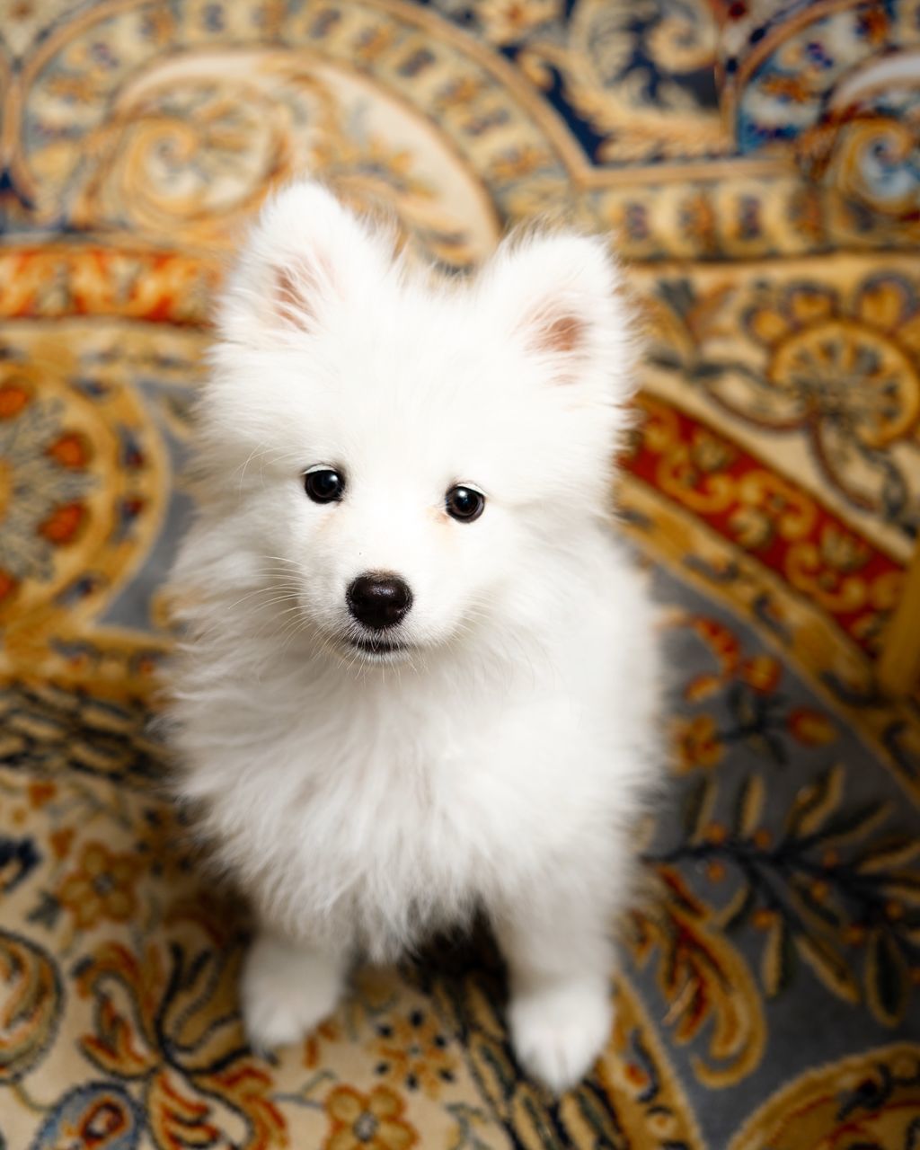 HIGH ANGLE PORTRAIT OF WHITE DOG