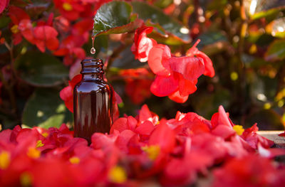 Close-up of red roses