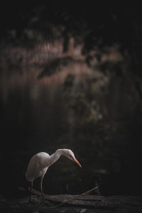 View of a bird on the lake