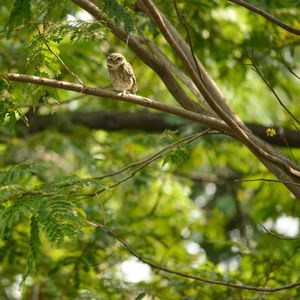 Low angle view of bird perching on branch