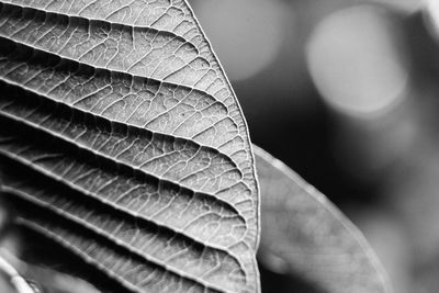 Close-up of dried leaves