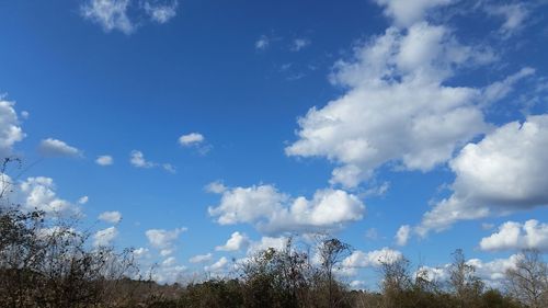 Low angle view of trees against blue sky