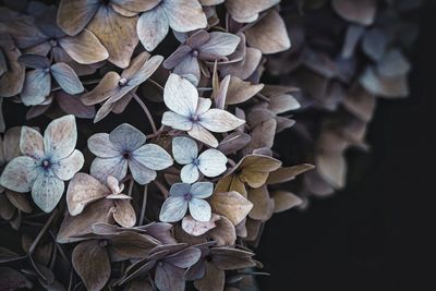 Close-up of wilted hydrangea