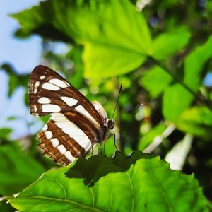 Close-up of butterfly on leaf