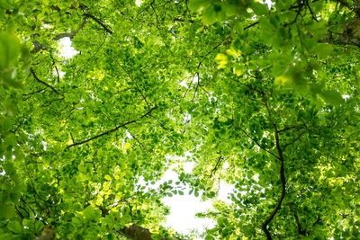 Low angle view of trees