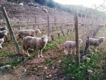 Sheep in field