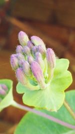 Close-up of purple flowers