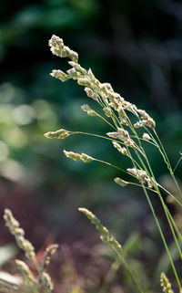 Close-up of plant growing on field