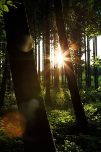 Sun shining through trees in forest