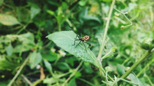 Close-up of insect on leaf