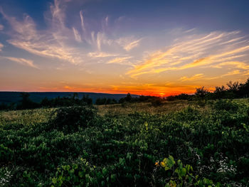 Scenic view of field against sky during sunset