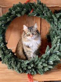 Cat framed by a christmas wreath 