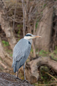 High angle view of gray heron perching on land