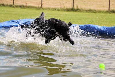 Full length of dog swimming in water