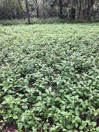 Plants growing in forest