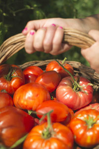 Close-up of hand holding tomatoes