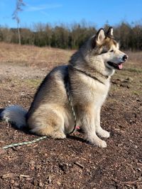 Dog looking away on field