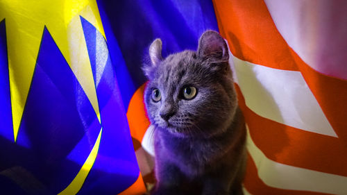 Close-up portrait of cat against blue sky