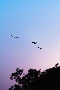 Low angle view of silhouette birds flying against clear sky