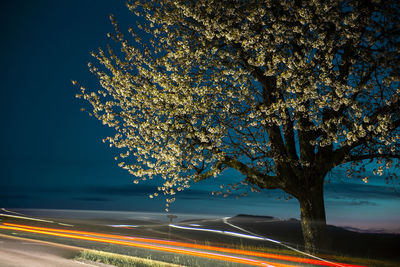 Light trails on road by trees at night