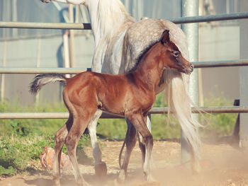 Horses standing on field