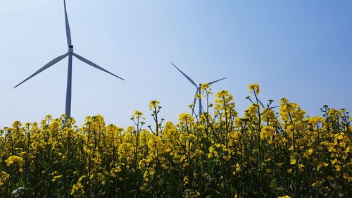 Low angle view of windmills in rapeseed farm against clear sky