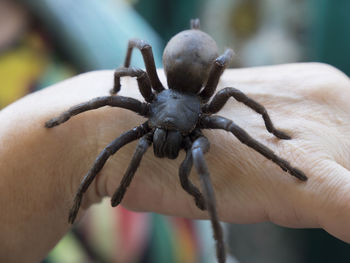 Close-up of spider on hand