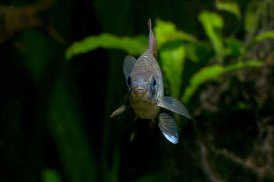 Close-up of fish swimming in aquarium