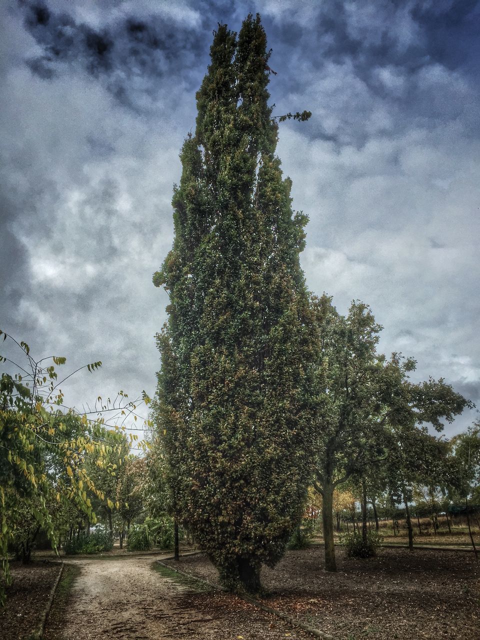 sky, tree, cloud - sky, growth, cloudy, nature, tranquility, cloud, tranquil scene, field, beauty in nature, plant, day, landscape, growing, scenics, outdoors, green color, no people, overcast