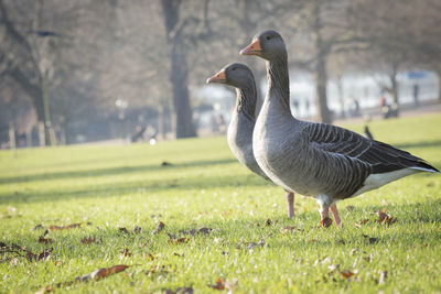 Duck on field