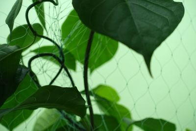Close-up of leaves